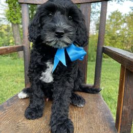 Australian Labradoodle Puppies from Wild Daisy Labradoodles