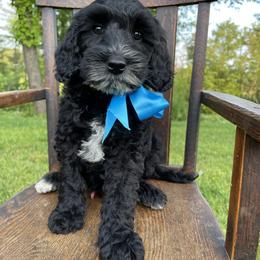 Australian Labradoodle Puppies from Wild Daisy Labradoodles