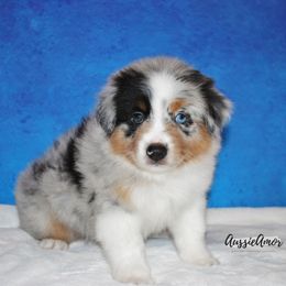 Miniature Australian Shepherd Puppies from Aussie Amor