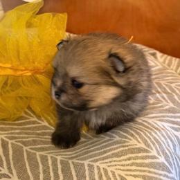 Marigold - Cream sable female Pomeranian puppy in Scio, Oregon from Mac Daddy Poms