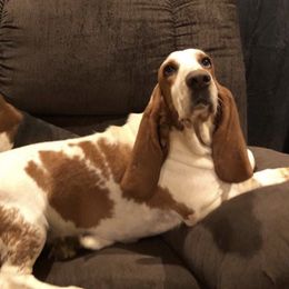 Basset Hounds from Blue Ridge Basset Hounds