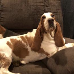 Basset Hounds from Blue Ridge Basset Hounds