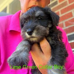 Lime Green Collar Boy - Black and silver male Miniature Schnauzer puppy in Kansas City, Kansas from Daniel Morlan