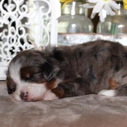 Ruby - Blue merle female Bernedoodle puppy in Eagle Mountain, Utah from Fur Real Puppies.