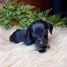 Slater - Black male Dachshund puppy in Washburn, Tennessee from Clinch Mountain Dachshunds