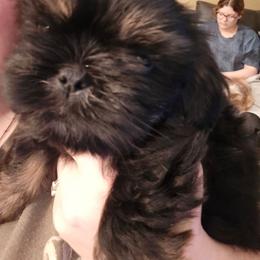 Boy 3 - Chocolate male Shih Tzu puppy in Norris City, Illinois from Dainty and Darling Shih Tzu