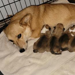 Kimber - Pembroke Welsh Corgi