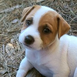 Freya - Tan and white female Jack Russell Terrier puppy in California from Kimberlite