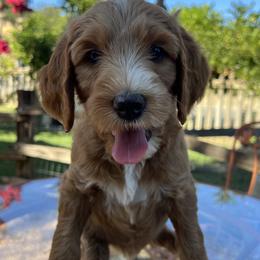 Black collar girl - Apricot female Goldendoodle puppy in Fairfield, California from Twin Sisters Doodles