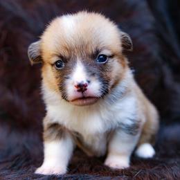 Honey - Sable female Pembroke Welsh Corgi puppy in Star City, Arkansas from Say When Corgi Co.