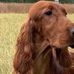 Irish Setter All Grown Up from Evergreen Irish Setters