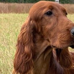 Irish Setter All Grown Up from Evergreen Irish Setters