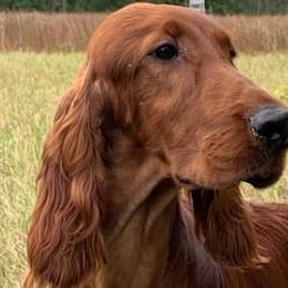 Irish Setter All Grown Up from Evergreen Irish Setters