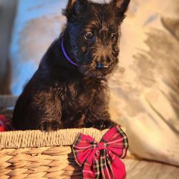 Scottish Terrier Puppies from Schulte's  Scottish Terriers