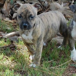 Boy 3 - Brown brindle male American Staffordshire Terrier puppy in Ninety Six, South Carolina from Emerald Creek Kennel