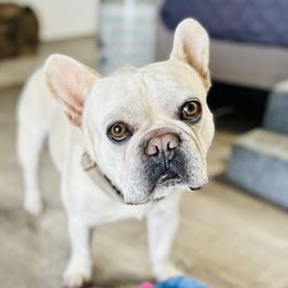 Cyrus - French Bulldog