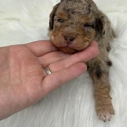 Petunia - Red merle female Aussiedoodle puppy in Austin, Texas from Doodles of Central Texas