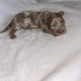 Lady's Isabella Dapple - Fawn (isabella) and tan male Dachshund puppy in Rattan, Oklahoma from Burgett’s Barnyard Dachshunds