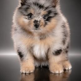 Bruno - Blue merle male Pomeranian puppy in Fultonville, New York from Sandy Aussies & Pomeranians
