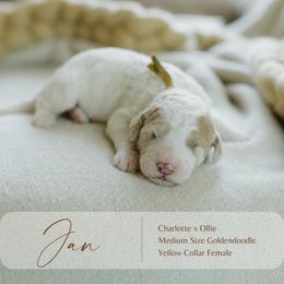 Jan - Parti female Goldendoodle puppy in Hiddenite, North Carolina from Rose and Reid Doodles