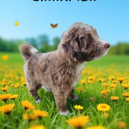 Cinnamon - Red merle male Aussiedoodle puppy in Lithia, Florida from Waterford Doodle Farm