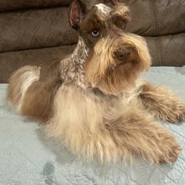 Johnny Walker - Miniature Schnauzer