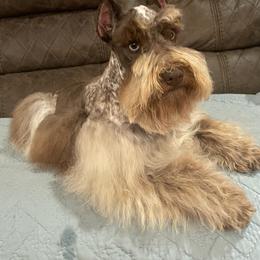 Johnny Walker - Miniature Schnauzer