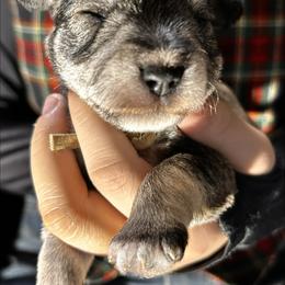 Opal - Salt and pepper female Miniature Schnauzer puppy in Frankford, Delaware from Miniature Schnauzers of Delmarva