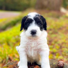 Bernedoodle Puppies from Ponderosa Puppy