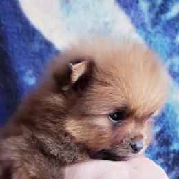 Pomeranian Puppies from Pers N Poms