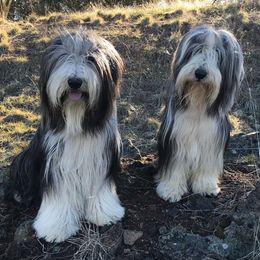 Bearded Collies from MtnView