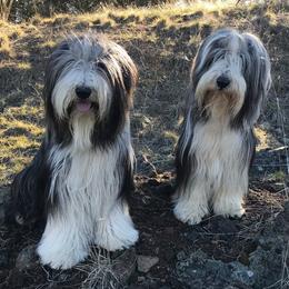 Bearded Collies from MtnView