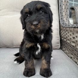 Diamond - Phantom female Bernedoodle puppy in Grand Blanc, Michigan from Halsey Poodles and Doodles
