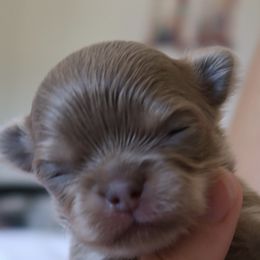 Chihuahua Puppies from Golden State Chihuahuas
