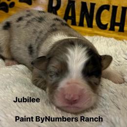 Jubilee - Blue merle female Australian Shepherd puppy in Magee, Mississippi from Paint ByNumbers Ranch