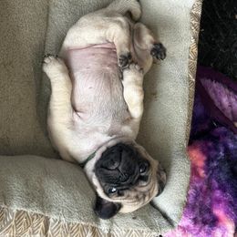 Pug Puppies from Avabulldogs