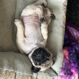 Pug Puppies from Avabulldogs