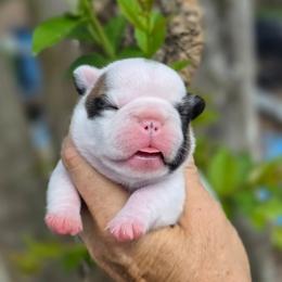 Pied boy - Fawn and white male French Bulldog puppy in Polk City, Florida from Best Friend Frenchies, LLC