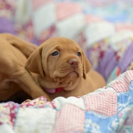 Hope - Golden rust female Vizsla puppy in Clemons, Iowa from Kaylee’s Vizslas