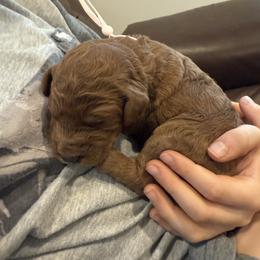 Light Pink - Red  female Poodle puppy in Orange, Connecticut from Shamrock’s Poodles