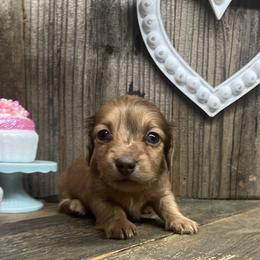 Dodge - Red male Dachshund puppy in Redding, California from CountrySide Wieners