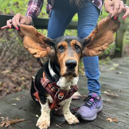 Scarlett - Basset Hound