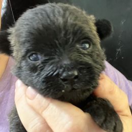 Toto Boy 3 - Brindle male Cairn Terrier puppy in Bigfork, Minnesota from Dachshunds Up North