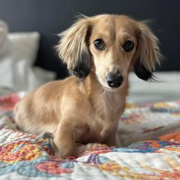 Murphy - Dachshund
