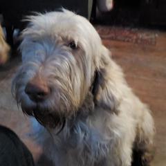 Spinoni Italiani from Busy B's Spinoni