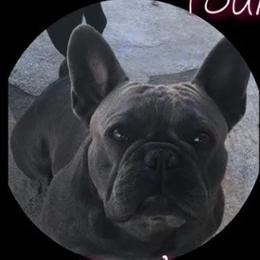 Aimee - French Bulldog