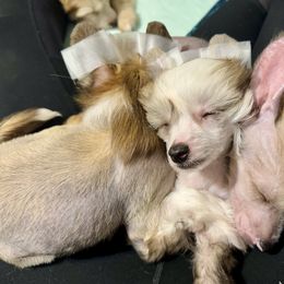 Chinese Crested and Yorkshire Terrier Puppies from FronkLinn Kennel