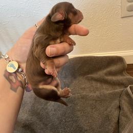 Cookie - Chocolate and cream female Dachshund puppy in Fort Worth, Texas from The Holloway Dachshunds