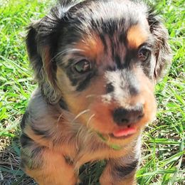 Dachshund Puppies from Dixon's Darlings