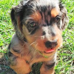 Dachshund Puppies from Dixon's Darlings